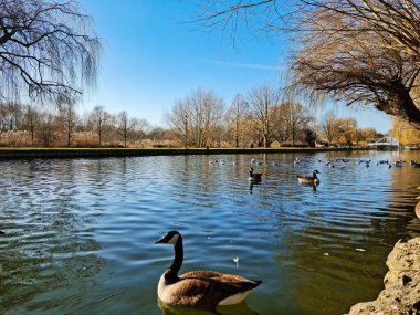 Panoramic Low Angle View of the Lake of Park at Bedford City of England UK