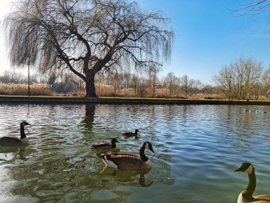 Panoramic Low Angle View of the Lake of Park at Bedford City of England UK
