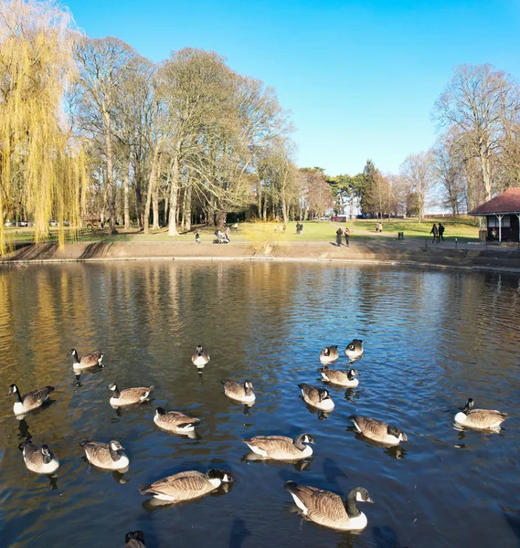Schöne Und Süße Wasservögel See Von England — Stockfoto