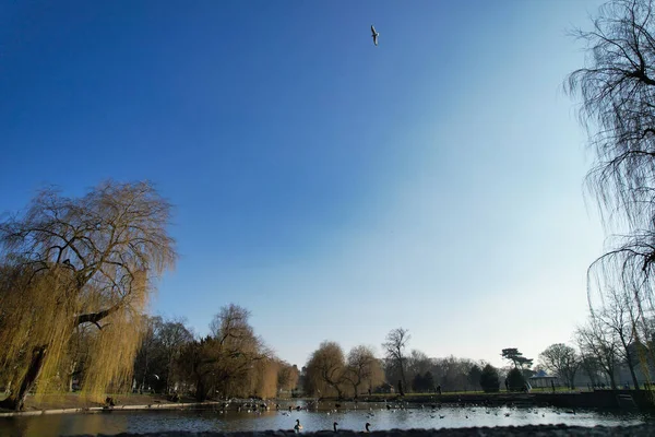 Schöne Und Süße Wasservögel See Von England — Stockfoto