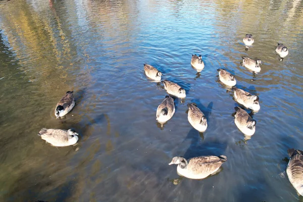 Beaux Mignons Oiseaux Eau Lac Angleterre — Photo