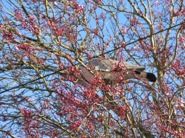 Ağaç dallarındaki güvercin. Bahar mevsimi