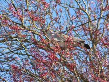 Ağaç dallarındaki güvercin. Bahar mevsimi