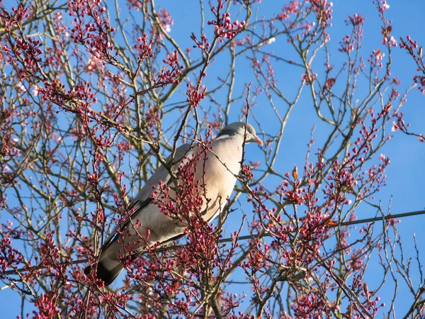 Pigeon Sur Branches Arbres Printemps Saison Temps — Photo