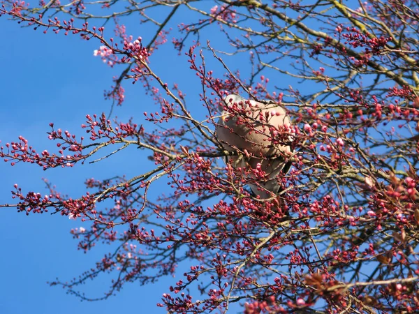 Pigeon Sur Branches Arbres Printemps Saison Temps — Photo