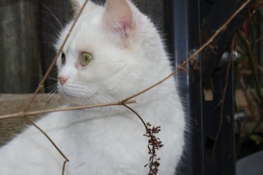 Güzel Pers Cins Kedisi, Yakın çekim