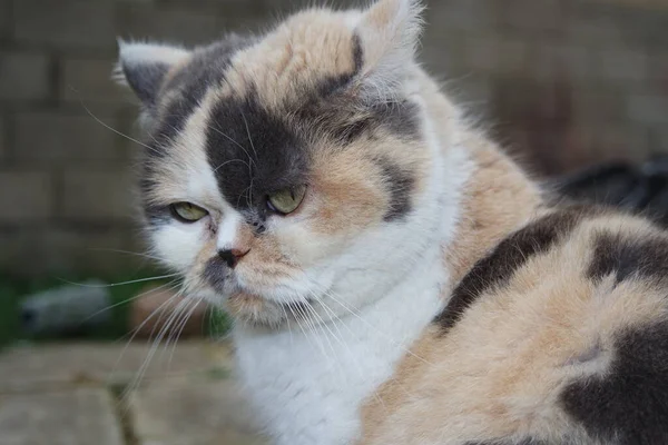 Güzel Pers Cins Kedisi Yakın Çekim — Stok fotoğraf