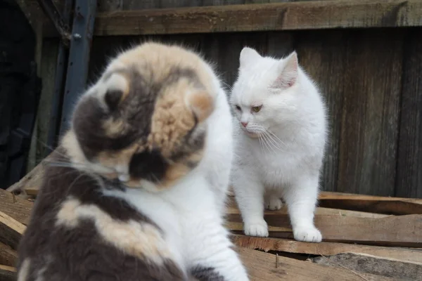 Beautiful Persian Breed Cat Closeup Shot — Stock Photo, Image