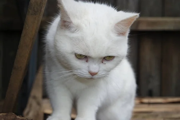 Beautiful Persian Breed Cat Closeup Shot — Stock Photo, Image