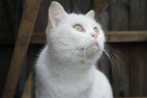 Vackra Persiska Ras Katt Närbild Skott — Stockfoto