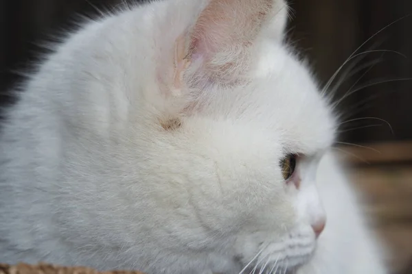 Персидская Породистая Кошка Кошачья Говядина — стоковое фото