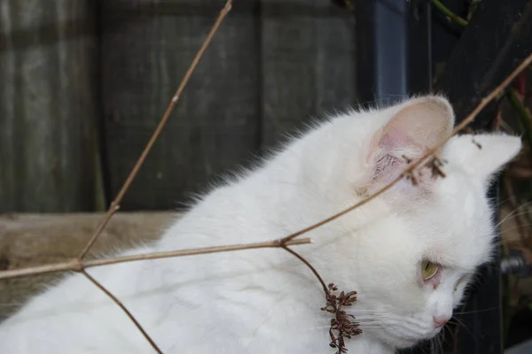 美しいペルシア語の繁殖猫 閉鎖ショット — ストック写真