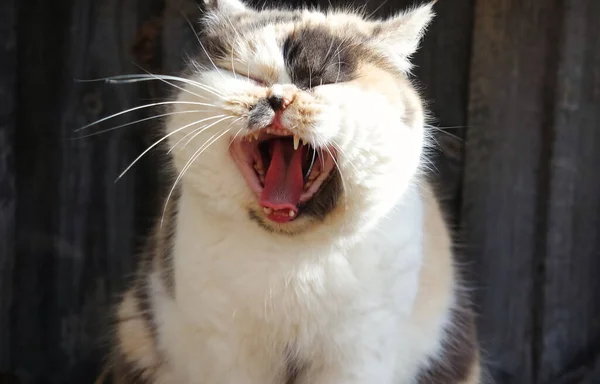 Όμορφη Περσική Γάτα Ποζάρει Στον Κήπο Closeup — Φωτογραφία Αρχείου