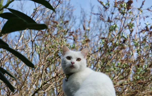 Красивая Персидская Кошка Позирует Саду Крупным Планом — стоковое фото