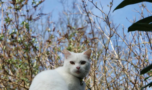 Красивая Персидская Кошка Позирует Саду Крупным Планом — стоковое фото