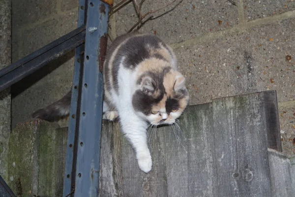 美しいペルシャ猫は庭でポーズをとっています クローズアップ — ストック写真