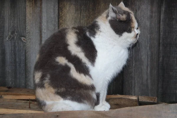 Vacker Persisk Katt Posing Trädgård Närbild — Stockfoto