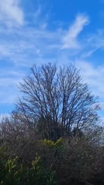 Trees Strong Wind England Daytime — Stock Video
