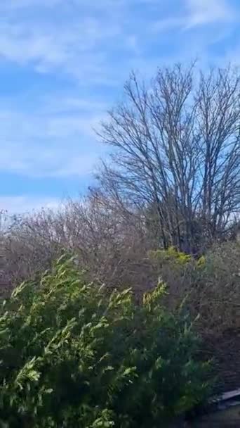 Stromy Silném Větru Nad Anglií Dne — Stock video