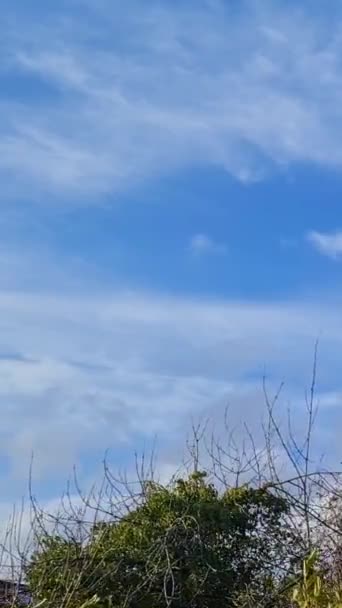 Copaci Vânt Puternic Deasupra Angliei Timpul Zilei — Videoclip de stoc