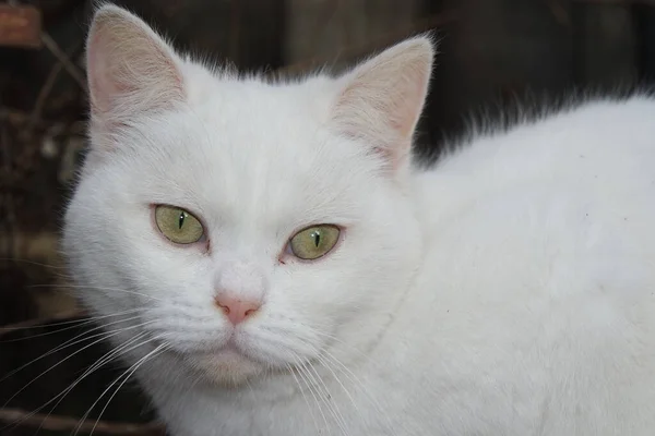 Портрет Милой Белой Кошки — стоковое фото