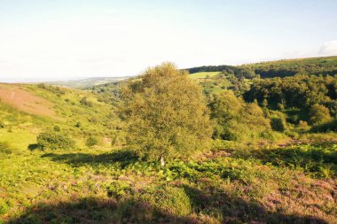 Crowcombe Taunton Köyünün Manzarası