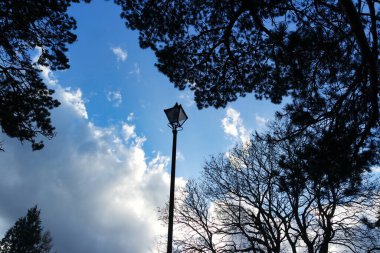 Şehir parkındaki ağaçların gündüz manzarası. Güneşli bahar günü 