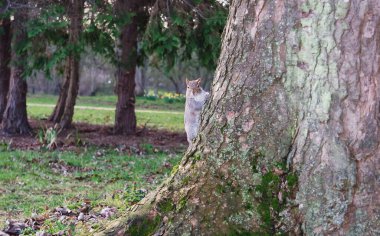 Şehir parkındaki ağaçların gündüz manzarası. Güneşli bahar günü 