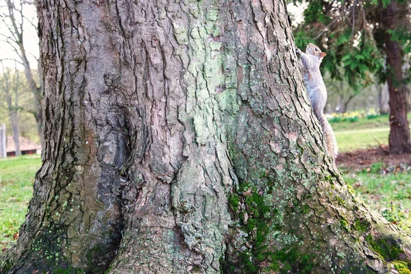 Widok Dzienny Drzew Parku Miejskim Słoneczny Wiosenny Dzień — Zdjęcie stockowe
