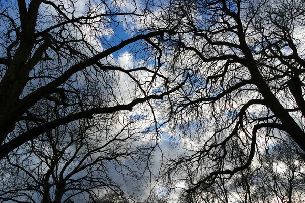 Дневной Вид Деревья Городском Парке Солнечный День Весны — стоковое фото