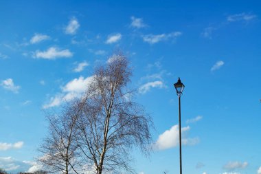 Şehir parkındaki ağaçların gündüz manzarası. Güneşli bahar günü 