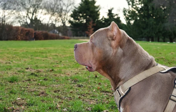 Mooie Hond Het Park — Stockfoto