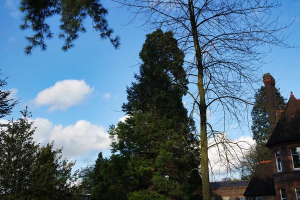 都市公園内の木の昼間のビュー 春の晴れた日 — ストック写真