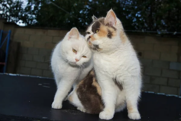 Όμορφες Και Πανέμορφες Γάτες Που Ποζάρουν — Φωτογραφία Αρχείου