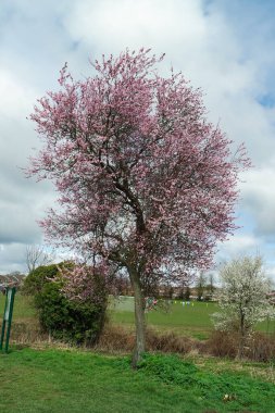 İngiltere 'nin Kuzey Luton Kasabası Kamu Parkı