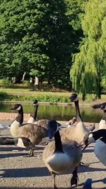 İngiltere Gölü 'nde Güzel ve Sevimli Su Kuşları