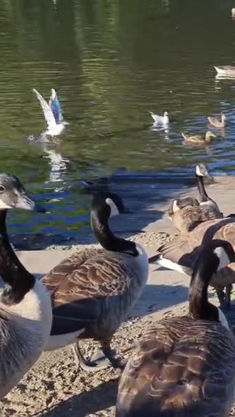 Hermosas Lindas Aves Acuáticas Lago Inglaterra — Vídeo de stock