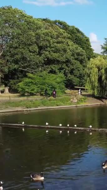 호수에 아름다운 물새와 귀여운 — 비디오