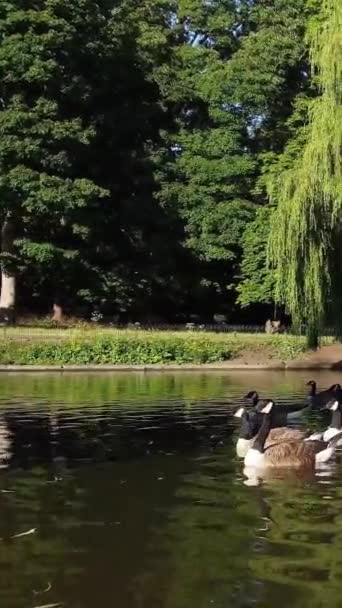 Krásné Roztomilé Vodní Ptáci Jezera Anglie — Stock video