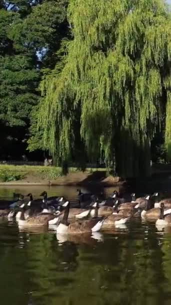 Hermosas Lindas Aves Acuáticas Lago Inglaterra — Vídeos de Stock