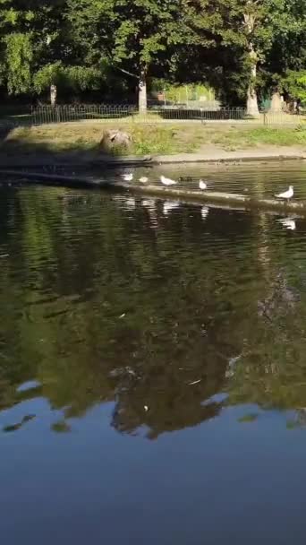 Гарні Милі Птахи Озері Англії — стокове відео