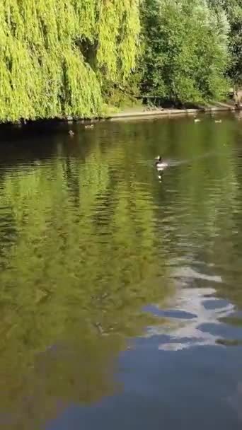 Vackra Och Söta Vatten Fåglar Vid Sjön England — Stockvideo