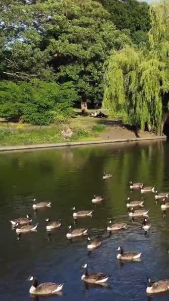 Pássaros Água Bonitos Bonitos Lago Inglaterra — Vídeo de Stock