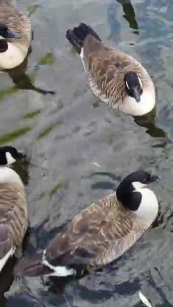 Piękne Słodkie Ptaki Wodne Nad Jeziorem Anglii — Wideo stockowe