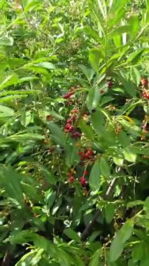 Şehrin üzerindeki İngiliz Konutları 'nın hava görüntüleri