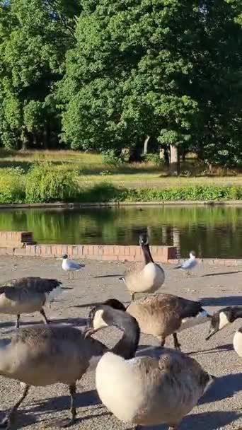Water Birds Swimming Lake Water Local Public Park Luton England — Stockvideo
