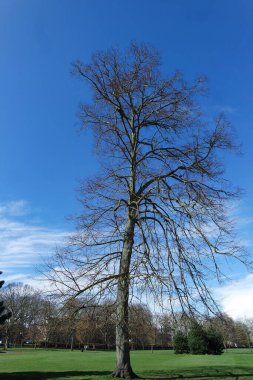 Yerel Halk Parkı ve Güzel Ağaçlar İngiltere 'nin Luton kasabasında Açık ve Soğuk bir Mart 2023.