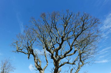 İngiltere, İngiltere 'deki park manzarası