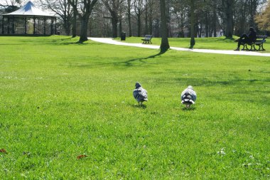 İngiltere, İngiltere 'deki park manzarası