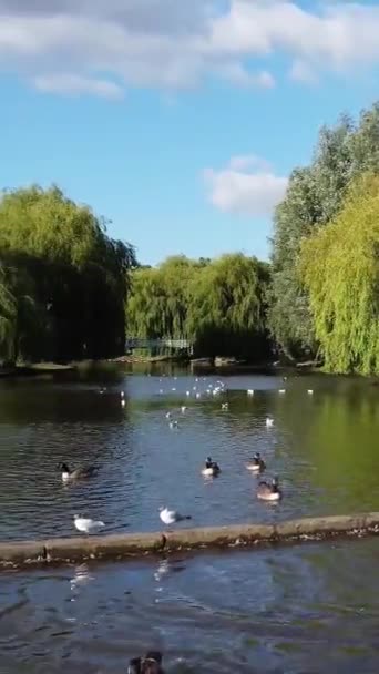 Όμορφη Και Χαριτωμένο Υδρόβια Πουλιά Στη Λίμνη Της Αγγλίας — Αρχείο Βίντεο